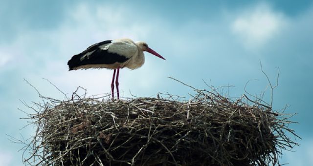 Storchen-Nest